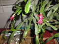 White Christmas Cactus Cuttings (Schlumbergera) - 5 Unrooted 4-5" Segments
