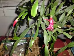 White Christmas Cactus Cuttings (Schlumbergera) - 5 Unrooted 4-5" Segments