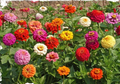 Zinnia SUPER CACTUS GIANT Mix - 100 Seeds, Non-GMO, Bright Annual Flowers