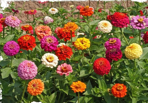 Zinnia SUPER CACTUS GIANT Mix - 100 Seeds, Non-GMO, Bright Annual Flowers