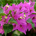Purple Bougainvillea Starter Plant - 5-7 Inches Tall, Climbing Flowering Shrub