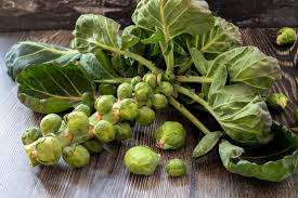 500+ Mighty Brussels Sprouts Seeds - High-Yield, Cold-Hardy Variety