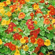 Nasturtium Tropaeolum majus Alaska Mix Seeds – 50+ Seeds, Edible Flowers, Variegated Foliage