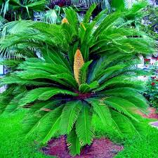 King Sago Palm Seeds (Cycas revoluta) - 5 Seeds, Slow-Growing Evergreen Cycad