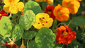 Nasturtium Tropaeolum majus Alaska Gold Seeds – 50+ Yellow Blooms, Variegated Foliage