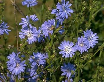 Chicory (Cichorium intybus) Heirloom Seeds - 3000 Seeds for Edible Greens & Root