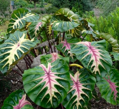 Waikiki Elephant Ear Starter Plant - Colocasia Esculenta, Rooted in Pot