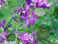100 Money Plant Seeds Lunaria annua | Honesty, Violet Blooms + Silver Seed Pods, Non-GMO