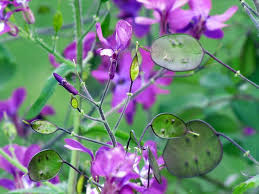 100 Money Plant Seeds Lunaria annua | Honesty, Violet Blooms + Silver Seed Pods, Non-GMO