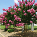 Dark Pink Crepe Myrtle (Lagerstroemia Indica) - 7 Live 6" Unrooted Cuttings