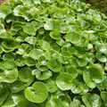 Wild Ginger (Asarum canadense) Seeds - 100mg | Shade-Loving Native Groundcover