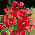 Monaco Sweet Pea Seeds - Deep Red Fragrant Blooms, Climbing Vines for Trellises & Bouquets (50+ Seeds)