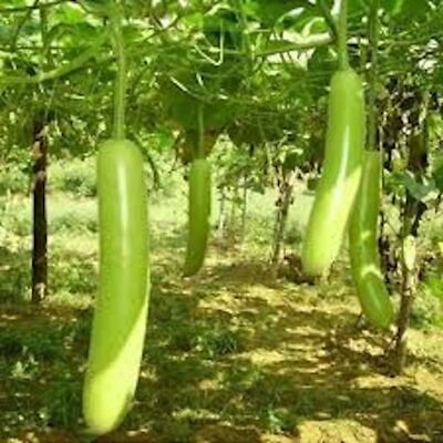 Snake Gourd Seeds (Lagenaria siceraria) – 10 Seeds for Planting, Heirloom, Fast-Growing, Climbing Vine