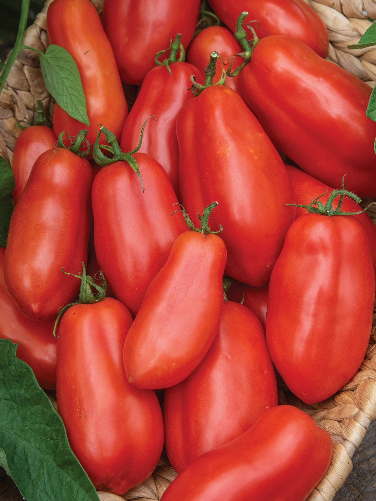 San Marzano Tomato Seeds - Heirloom, Indeterminate, 100mg