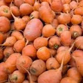Oxheart Carrot Seeds - Heirloom, Short & Thick, 1000+ Seeds