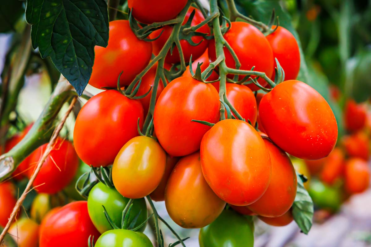 Rom(a) Tomato Roma (Solanum lycopersicum) Seeds - Heirloom Plum Tomato for Sauces & Canning