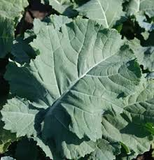 Premier Kale (Brassica oleracea) - 200 Seeds, Nutritious Cold-Hardy Leafy Green