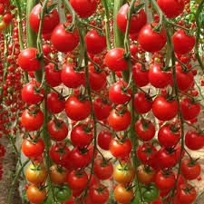 Waterfall Tomato Seeds - 200 Premium Non-GMO Seeds for Cascading Cherry Tomatoes