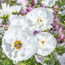 Cupcake White Cosmos Seeds (Cosmos bipinnatus 'Cupcake White') – 200+ Seeds, Annual, Full Sun