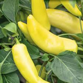 Hungarian Yellow Wax Pepper Seeds (Capsicum annuum) - 300mg, Non-GMO, Mild-Medium Heat