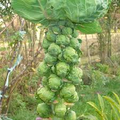 Long Island Improved Brussels Sprouts Seeds - 250 Seeds | Heirloom Brassica oleracea