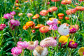 Tom Thumb Mix Strawflower (Helichrysum bracteatum) Seeds - 150 Seed Packet, Dwarf Variety