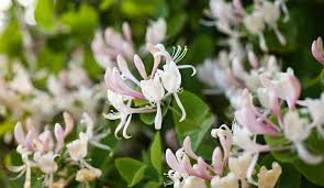 Honeysuckle Unrooted Cuttings - 6-8" Lonicera, 6 Pack