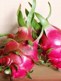 Vietnamese Dragon Fruit Cuttings (Hylocereus undatus) - 4 Mature 6-8" - White Flesh, Self-Pollinating, Container Friendly