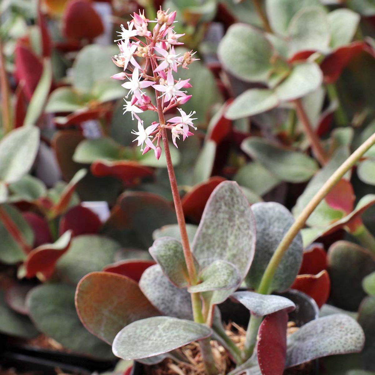 Crassula Multicava ‘Red Fairy Jade’ – 2 Unrooted 2” Cuttings, Trailing Succulent