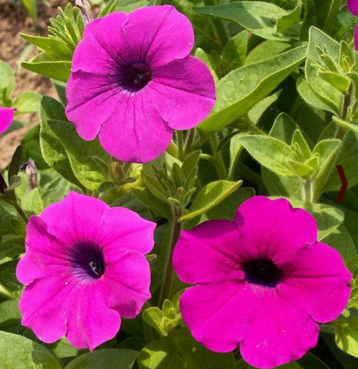 Petunia SHANIN Wild Hot Pink Seeds | 2000 Seeds, Petunia x hybrida