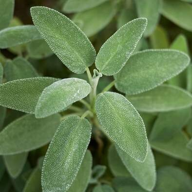 Sage Broadleaf Salvia officinalis Seeds - Aromatic Culinary Herb (50 Seeds)