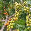 Spanish Plum Tree (Spondias purpurea) Starter Plant - 3'-4' Live Tropical Fruit Tree