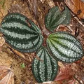 Phyllagathis rajah Live Bare Root Plant | Terrarium Indoor Foliage
