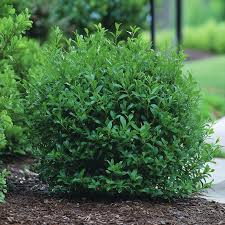 Inkberry Seeds (Ilex glabra) - 25 Seeds, Evergreen Shrub for Wildlife