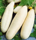White Wonder Cucumber - 50 Seeds (Cucumis sativus) Heirloom, Creamy White Skin, Crisp Sweet Flavor