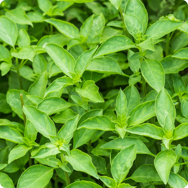 Lime Basil Seeds (Ocimum basilicum) – 500 Seeds, Citrus-Scented Herb