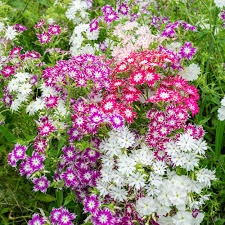 Twinkle Mix Phlox (Phlox drummondii) - Vibrant Annual Seeds, 60-80 Days