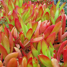 Crassula Capitella Campfire | 3 Unrooted 2" Cuttings