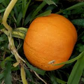 Small Sugar Pumpkin Seeds (Cucurbita pepo) - Heirloom, 5 Seeds for Planting