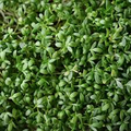 Curled Cress (Lepidium sativum) - 800 Seeds | Pepper Cress / Garden Cress Heirloom Seeds