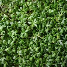 Curled Cress (Lepidium sativum) - 800 Seeds | Pepper Cress / Garden Cress Heirloom Seeds