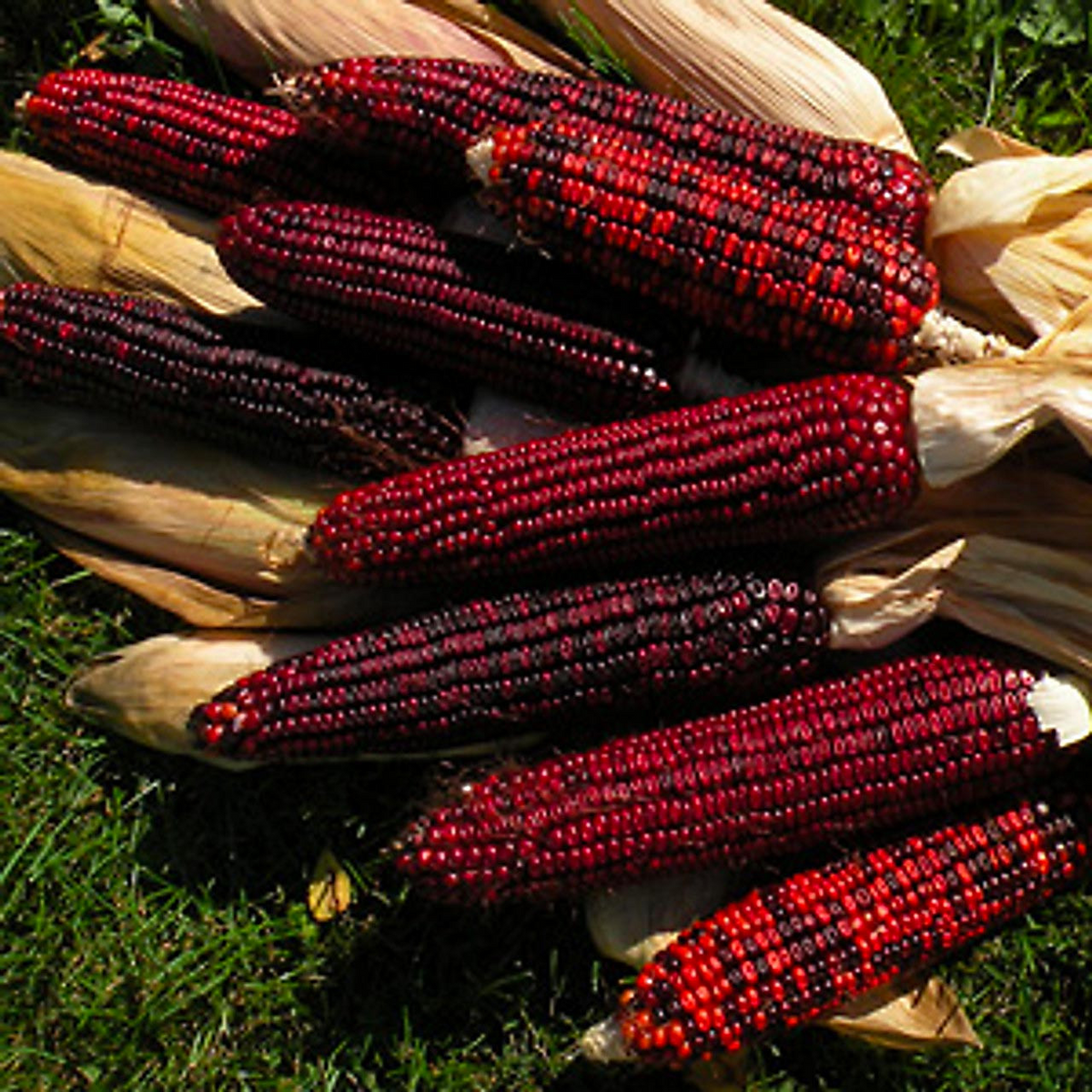 Bloody Butcher Corn (Zea mays) - 25 Seeds, Heirloom Red Kernels, 110 Days
