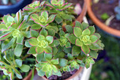 Aeonium decorum ‘Green’ Bare Root Succulent (2) - Rosette, Drought-Tolerant, Easy-Care