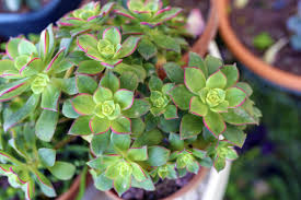 Aeonium decorum ‘Green’ Bare Root Succulent (2) - Rosette, Drought-Tolerant, Easy-Care