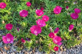 Callirhoe involucrata Purple Poppy Mallow Seeds – 15 Seeds, Drought-Tolerant Perennial Ground Cover