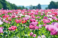 Poppy Pepperbox Seeds (1000) Pink/Purple Culinary Grade - Non-GMO, USA Grown