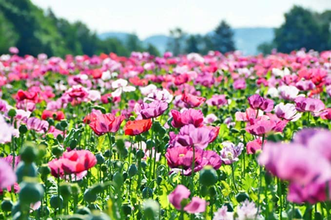 Poppy Pepperbox Seeds (1000) Pink/Purple Culinary Grade - Non-GMO, USA Grown
