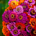 Zinnia Purple Dream Mix Seeds - 100 Non-GMO Red Double Blooms, Attracts Butterflies & Hummingbirds