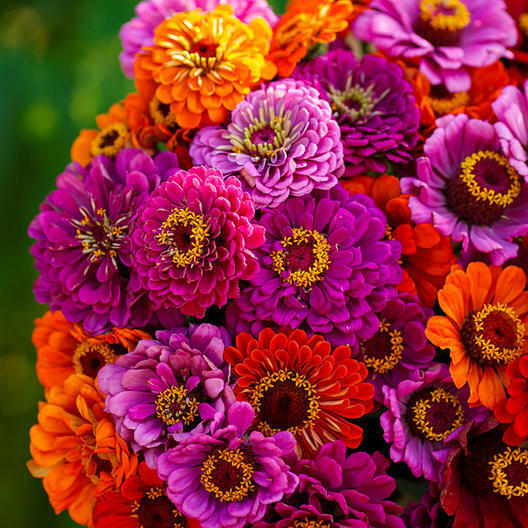 Zinnia Purple Dream Mix Seeds - 100 Non-GMO Red Double Blooms, Attracts Butterflies & Hummingbirds