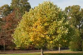 Tulip Poplar Tree Cuttings - 7 Live 12" Liriodendron tulipifera | Fast-Growing Shade Tree